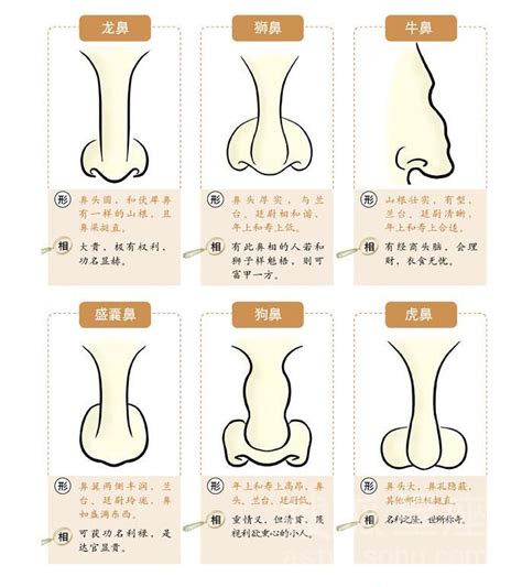 富鼻|五种富贵鼻，有钱又有福，财气跟进门，旺子又旺孙！ 